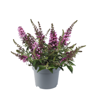 Afbeelding van Vp Buddleia davidii P19 Chrysalis pink